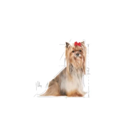 ROYAL CANIN Yorkshire Terrier Adulto 8+ 3kg -BRIT in Italia ita pl ROYAL CANIN Yorkshire Terrier Adulto 8 3kg 11550 3
