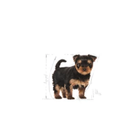 ROYAL CANIN Yorkshire Terrier Cucciolo 7,5kg 8 ROYAL CANIN Yorkshire Terrier Cucciolo 7,5kg -BRIT in Italia ita pl ROYAL CANIN Yorkshire Terrier Cucciolo 7 5kg 15269 3