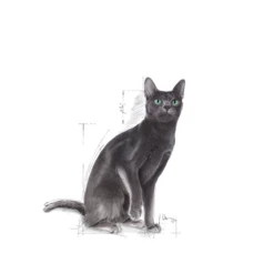 ROYAL CANIN Sterilizzato 37 2kg 7 ROYAL CANIN Sterilizzato 37 2kg -BRIT in Italia ita pl ROYAL CANIN sterilizzato 37 2kg 15245 3